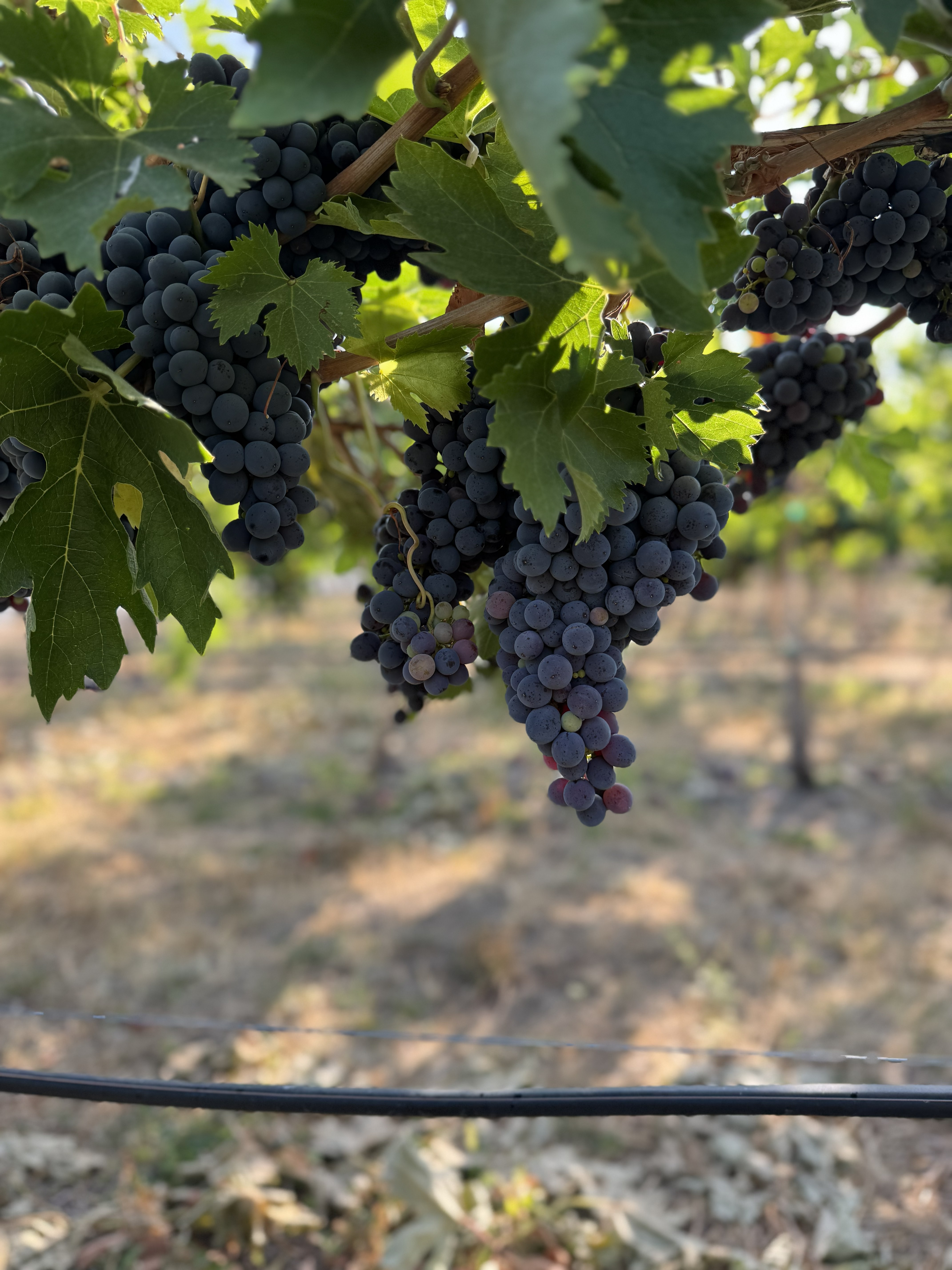 Red wine grape clusters ripening on the vine at Eigner Estate™