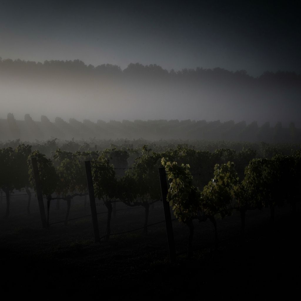 Eigner Estate vineyard in morning light